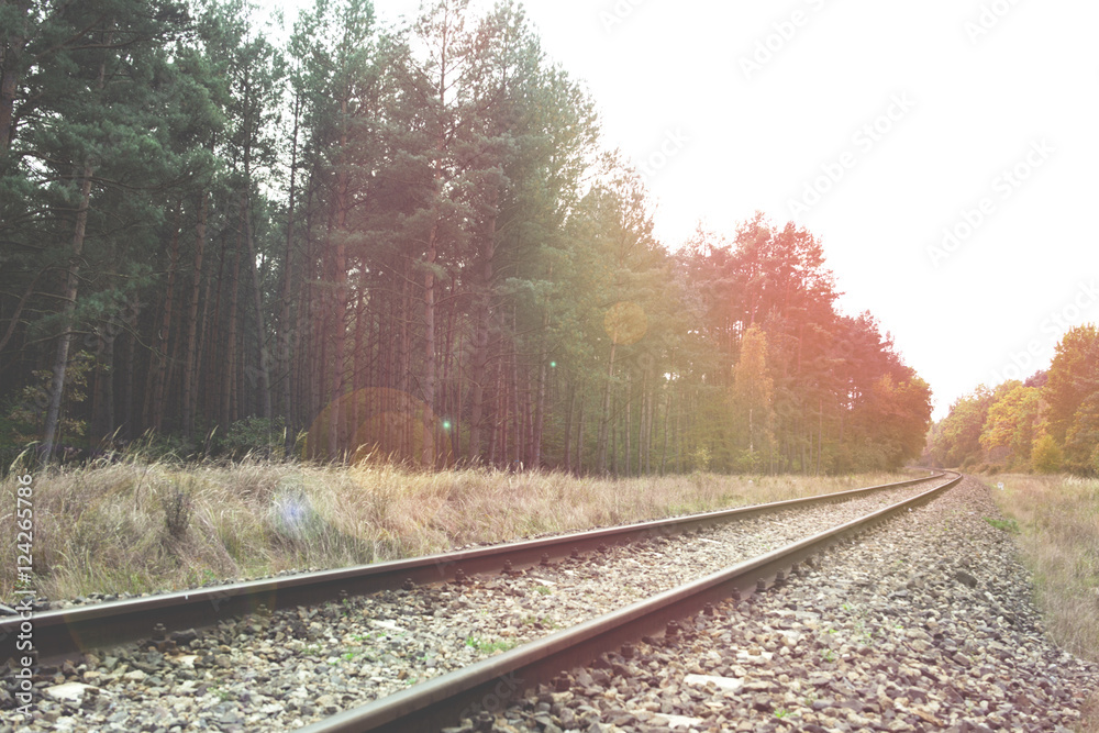 Fototapeta premium railroad in the forest