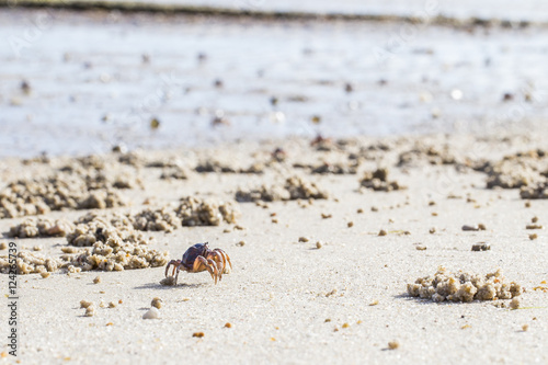 Soldier crabs (Mictyris longicarpus) marching during low tide in the Tamar river sanctuary. 