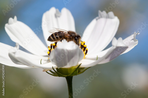 Close-up of bee on a flower.