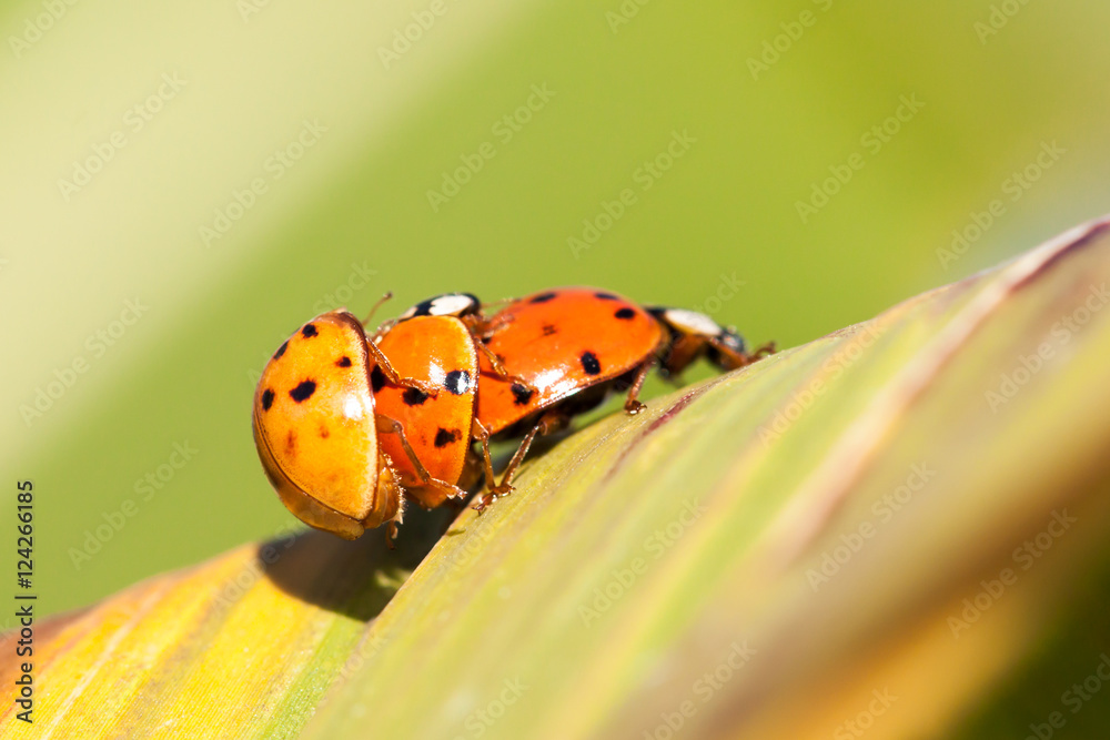 Fototapeta premium Lady bugs on a green leaf. 