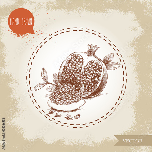 Hand drawn organic pomegranates  with seeds and leafs. Sketch style vector illustration.