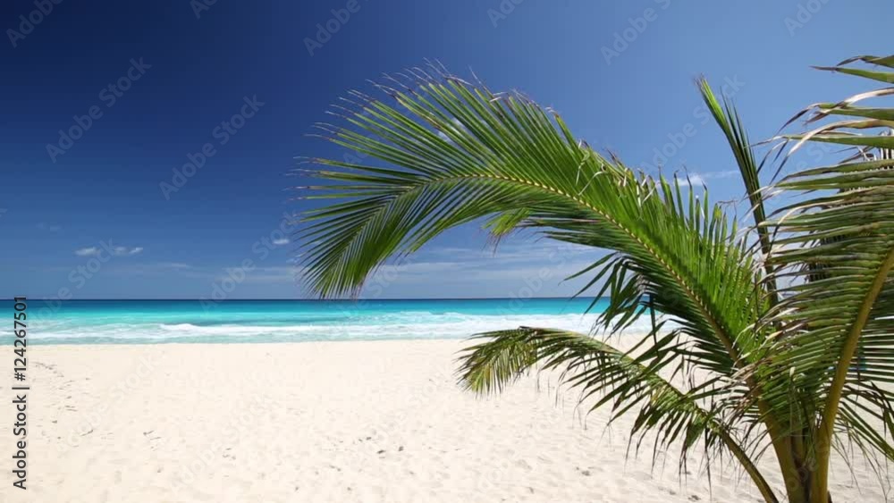 Tropical beach with coconut palm tree and white sand on caribbean coastline
Tropical beach with coconut palm tree and white sand on caribbean coastline