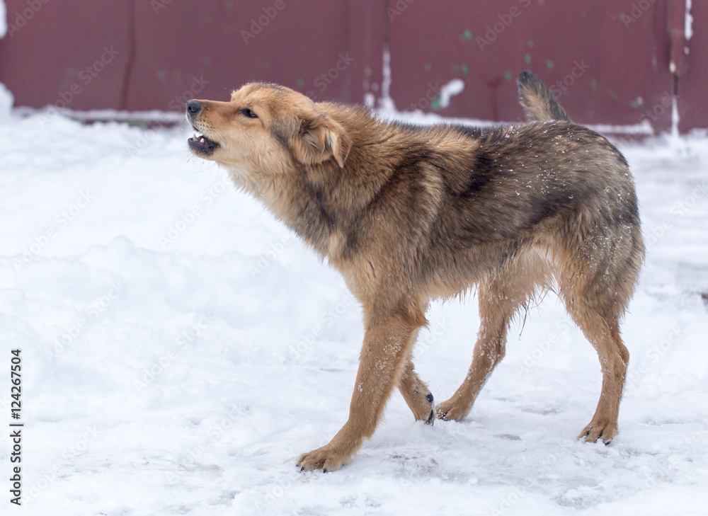 Naklejka premium dog barking outdoors in winter