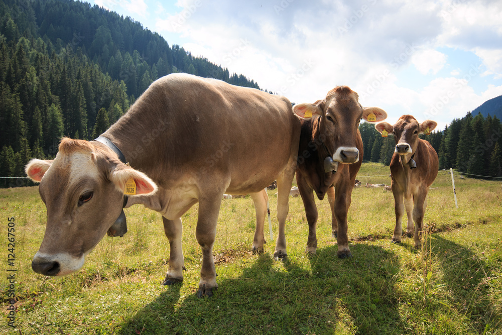 mucche al pascolo in Val Venegia (Trentino)