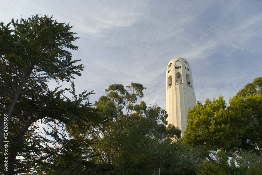Fototapeta premium coit tower trees