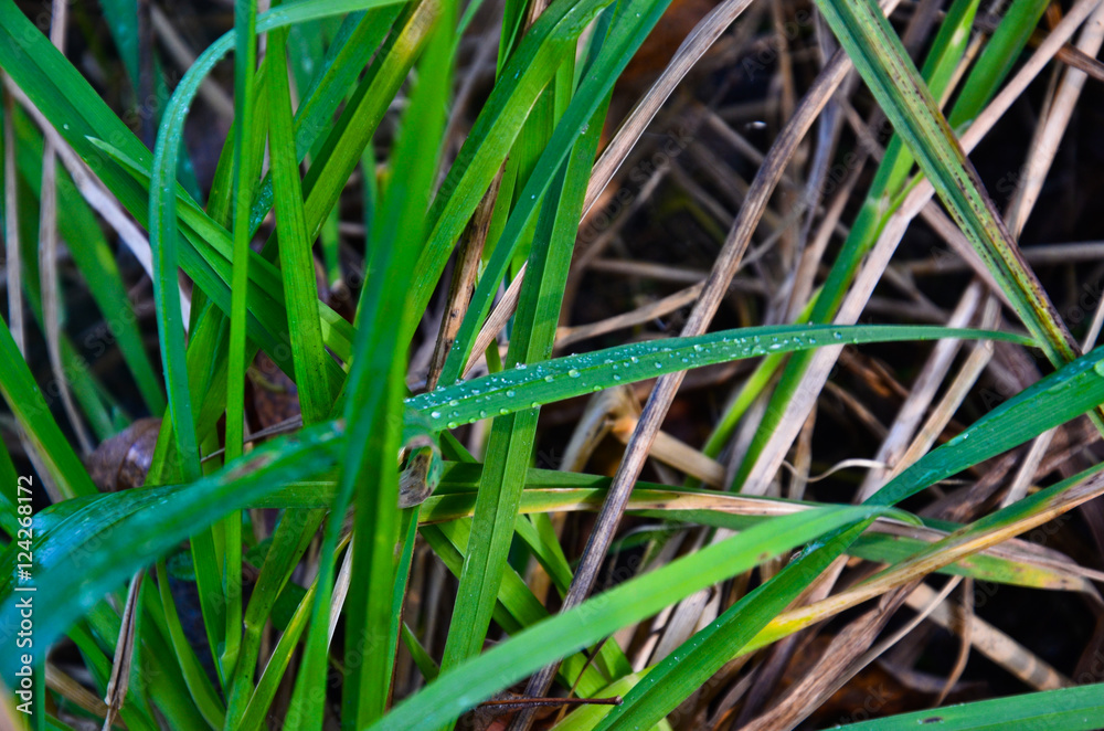 Drops of the dew on a grass