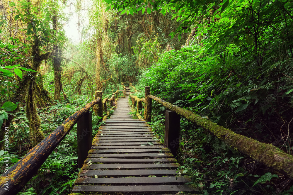 Jungle landscape. Wooden bridge at misty tropical rain forest. Travel background at Doi Inthanon Park, Thailand