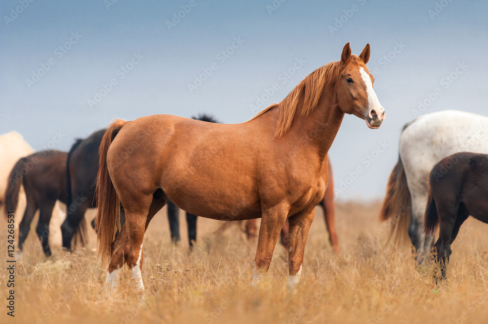 Obraz premium Red mare on autumn pasture