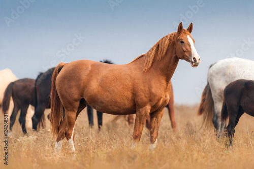 Red mare on autumn pasture