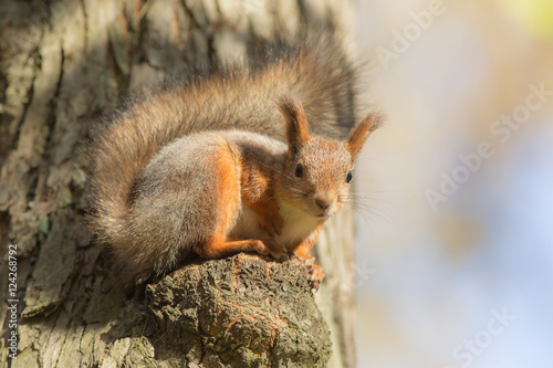 curious squirrel on a tree © Maslov Dmitry