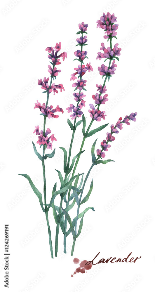 Lavender flowers. Hand drawn watercolor painting on white background.