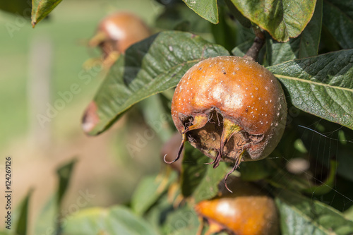 Common medlars on a tree (Mespilus germanica)