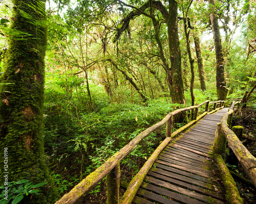 Jungle landscape. Wooden bridge at misty tropical rain forest. Travel background at Doi Inthanon Park, Thailand