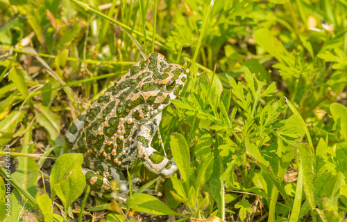 Big green toad hiding in spring grass