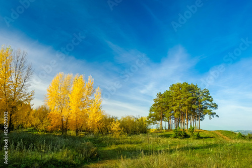 Yellow trees and green pines in edge of forest