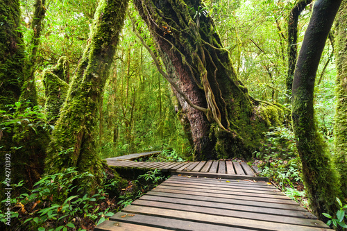 Jungle landscape. Wooden bridge at misty tropical rain forest. Travel background at Doi Inthanon Park, Thailand