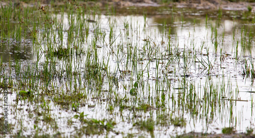 Obraz premium grass in water at sunset