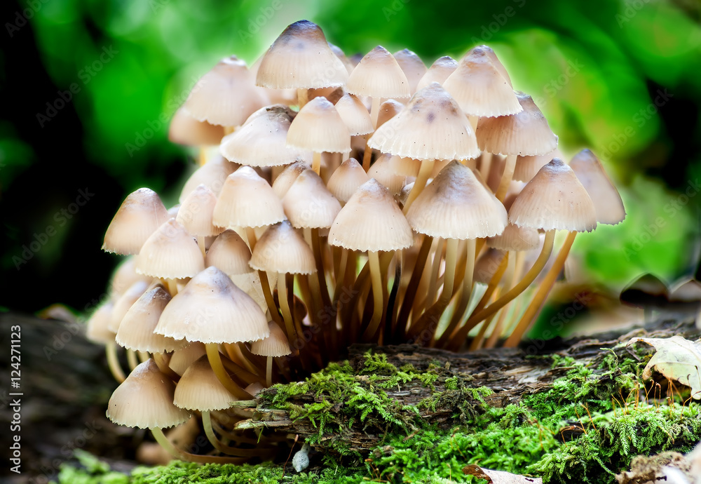 Group toadstools mushrooms on a tree stump Group toadstools mushrooms on a tree stump