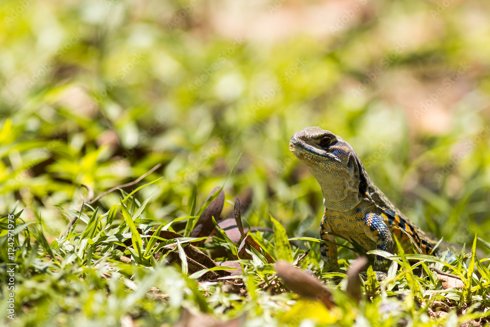 Butterfly Lizard. Butterfly Lizard.