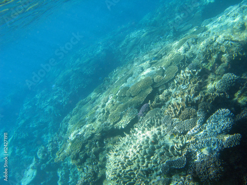 Fototapeta Naklejka Na Ścianę i Meble -  Coral Landscape