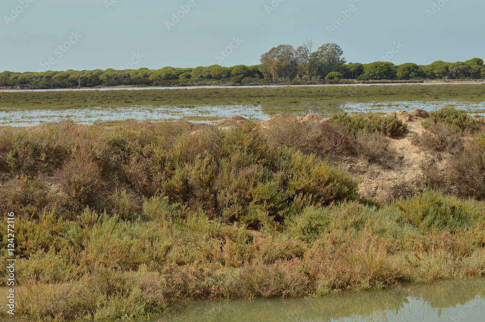 paisaje de marismas y aves en las salinas del guadalquivir 