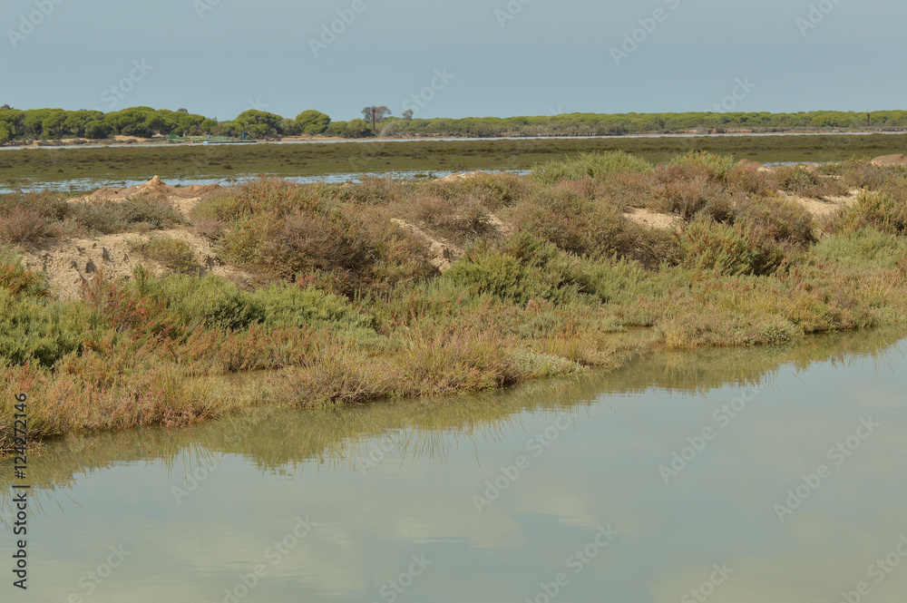 Fototapeta premium paisaje de marismas y aves en las salinas del guadalquivir 