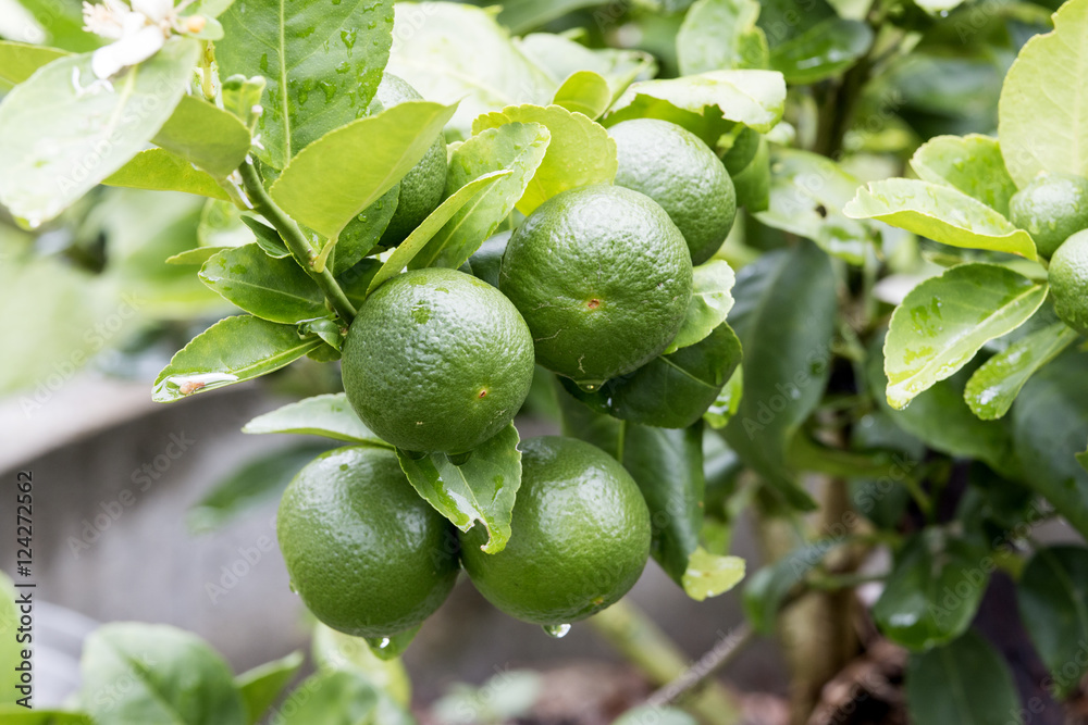 fresh lemon , agriculture