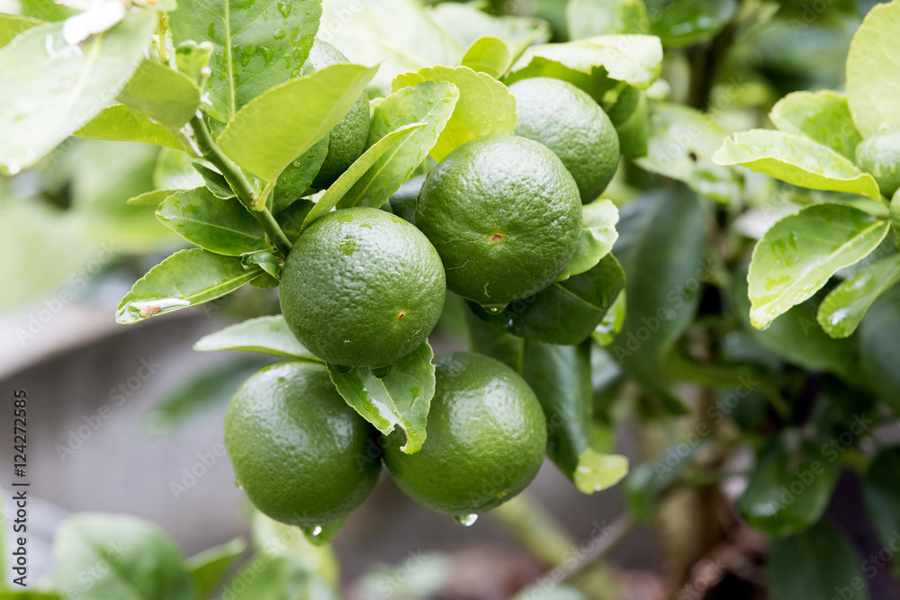 fresh lemon , agriculture fresh lemon , agriculture