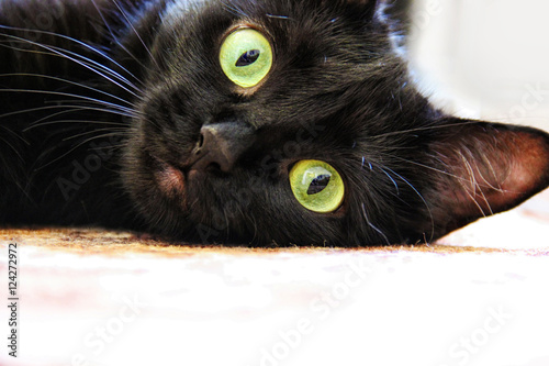 Fotobehang Portrait of a black cat