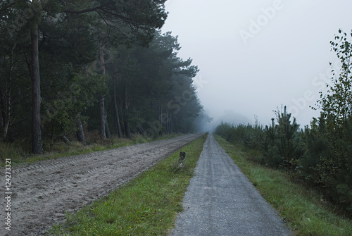 Lone sand road and bicycle road leading toward mist forest