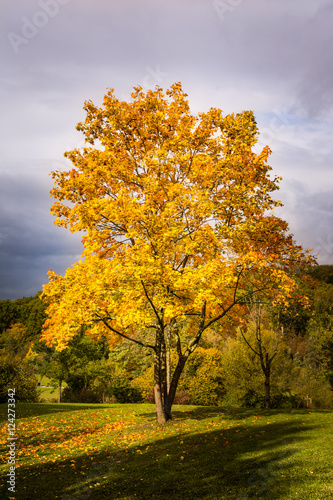 Fototapeta Naklejka Na Ścianę i Meble -  Autumn Fall Season Changing Leaves Contrast Single Tree Alone Fo