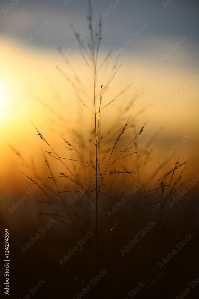 Fototapeta premium Sunset Grass