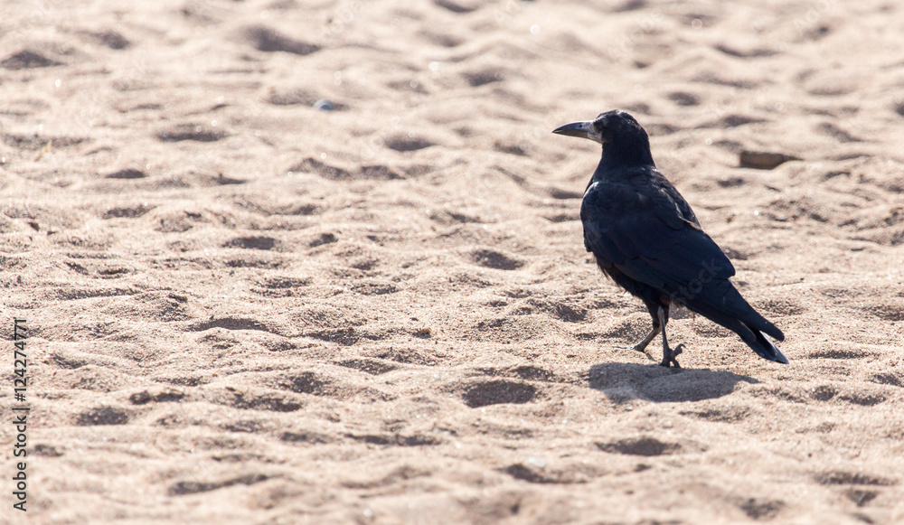 Fototapeta premium black crow on the sand