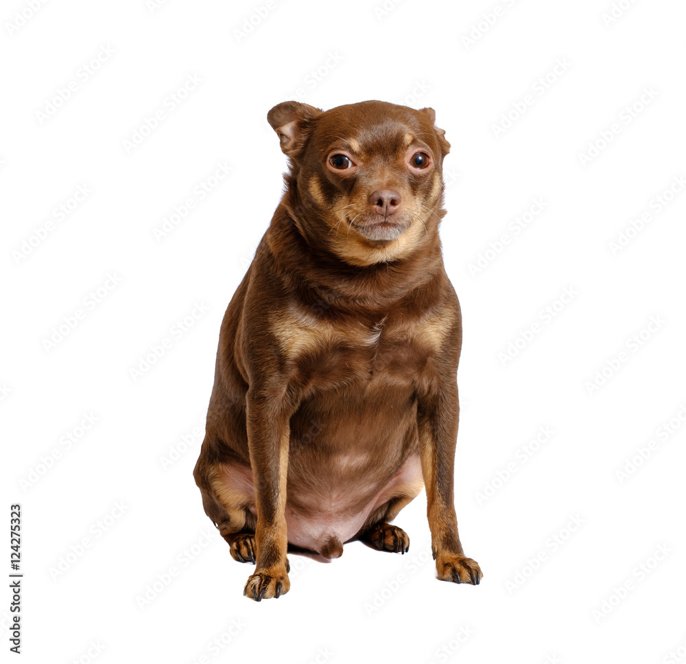 Overweight russian toy dog sitting isolated on white Overweight russian toy dog sitting isolated on white