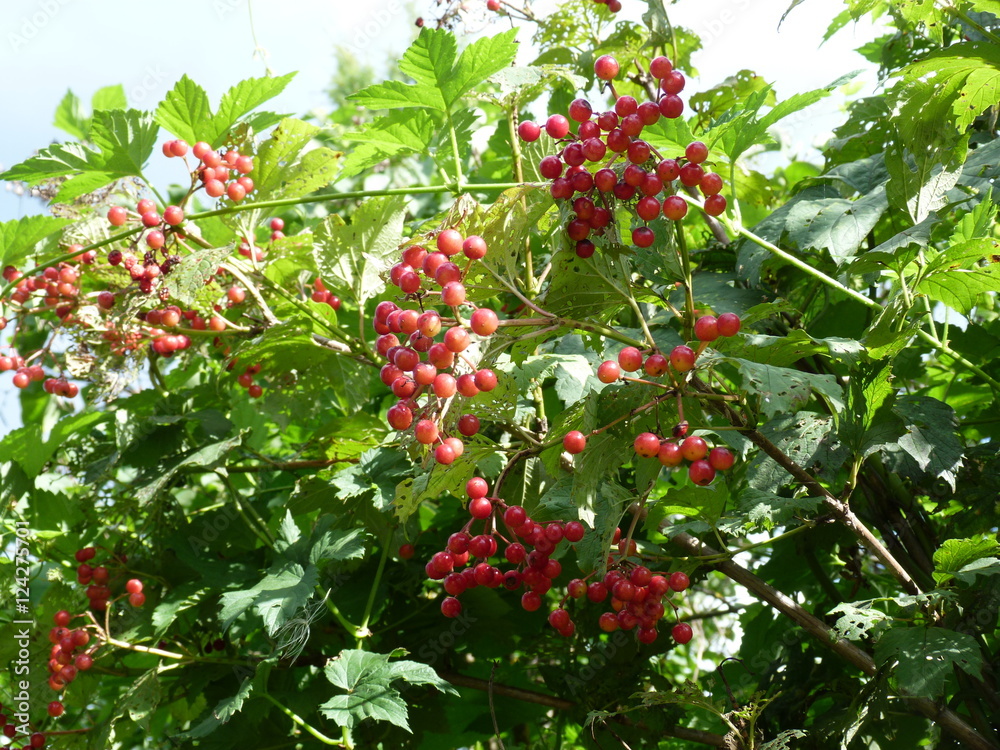 Closeup of bunches of red berries of a Guelder rose or Viburnum.