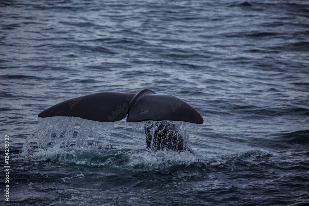 Fototapeta premium Walflosse