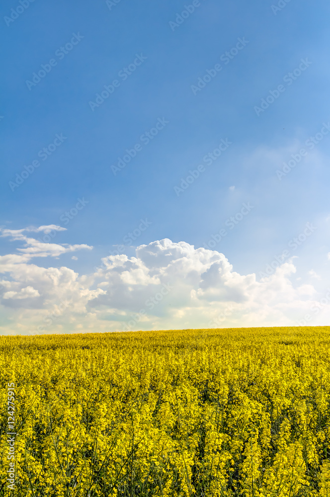 Yellow oilseed rape field