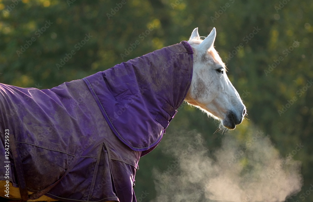 Fototapeta premium Biały koń pokryty stabilnym dywanikiem w zimny jesienny poranek