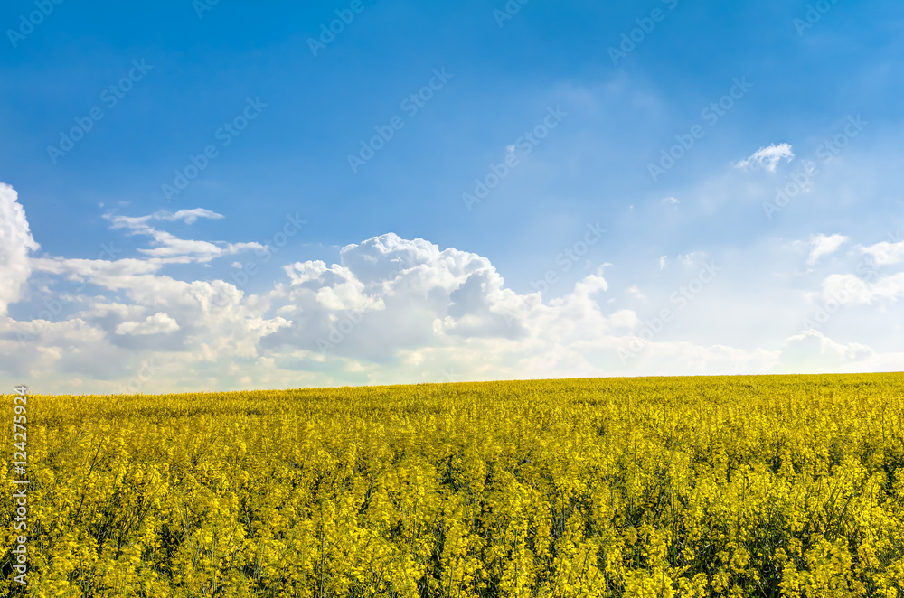 Yellow oilseed rape field