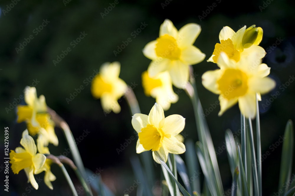 Pretty dainty yellow spring daffodils Pretty dainty yellow spring daffodils