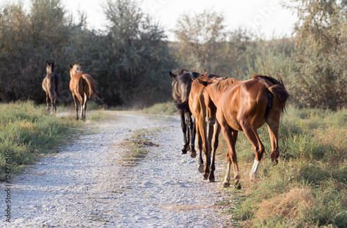 a horse in a pasture in nature