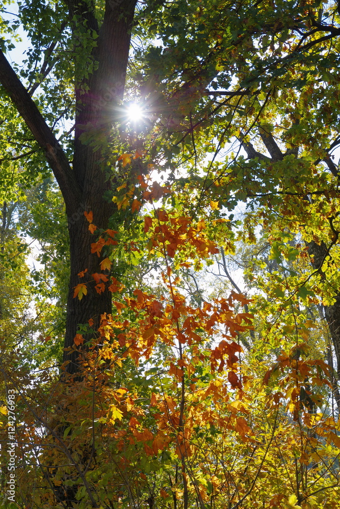 Obraz premium Colored leaves in the rays of the autumn sun