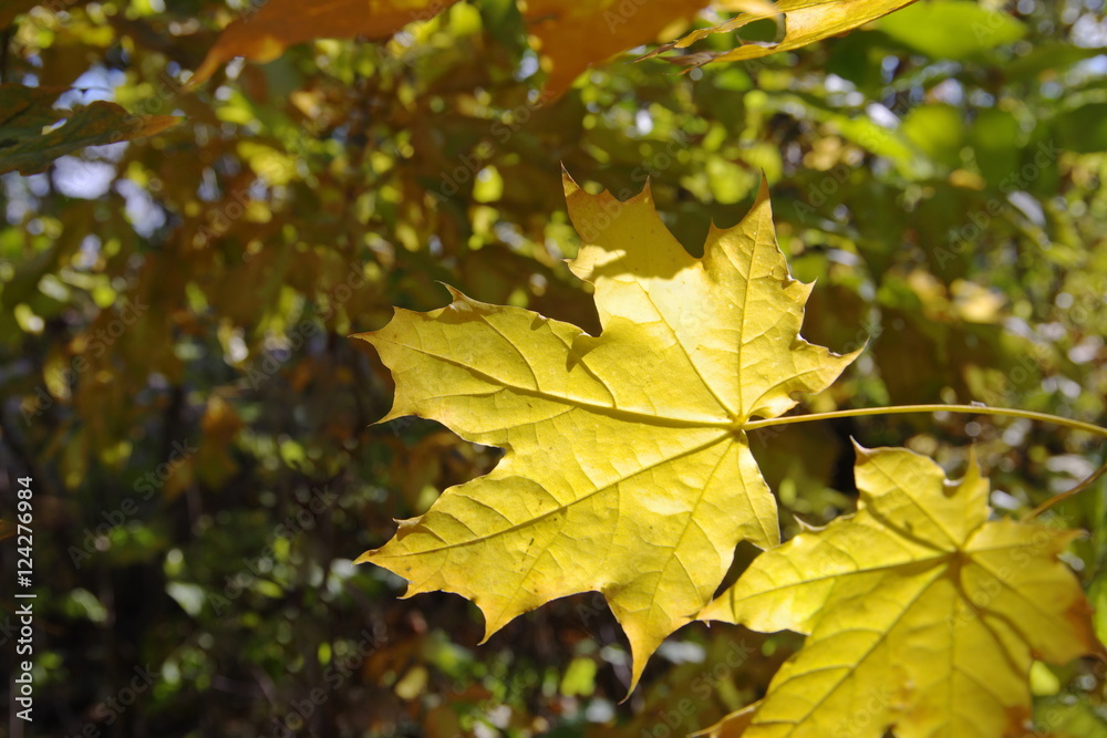 Breath of autumn color. The trees turn yellow leaves. Breath of autumn color. The trees turn yellow leaves.