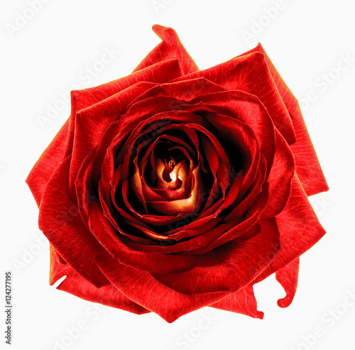 Surreal dark chrome red rose flower macro isolated on white