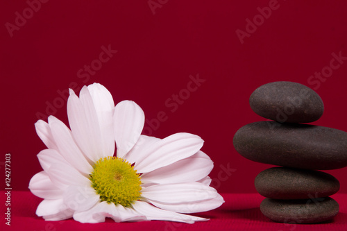 Black stones and chamomile flowers on a red background. Items are in equilibrium close-up