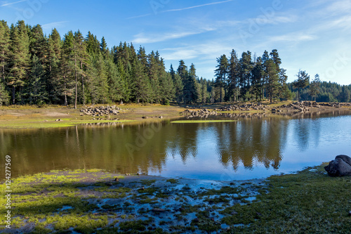 Landscape of Green forest of Shiroka polyana Reservoir, Pazardzhik Region, Bulgaria