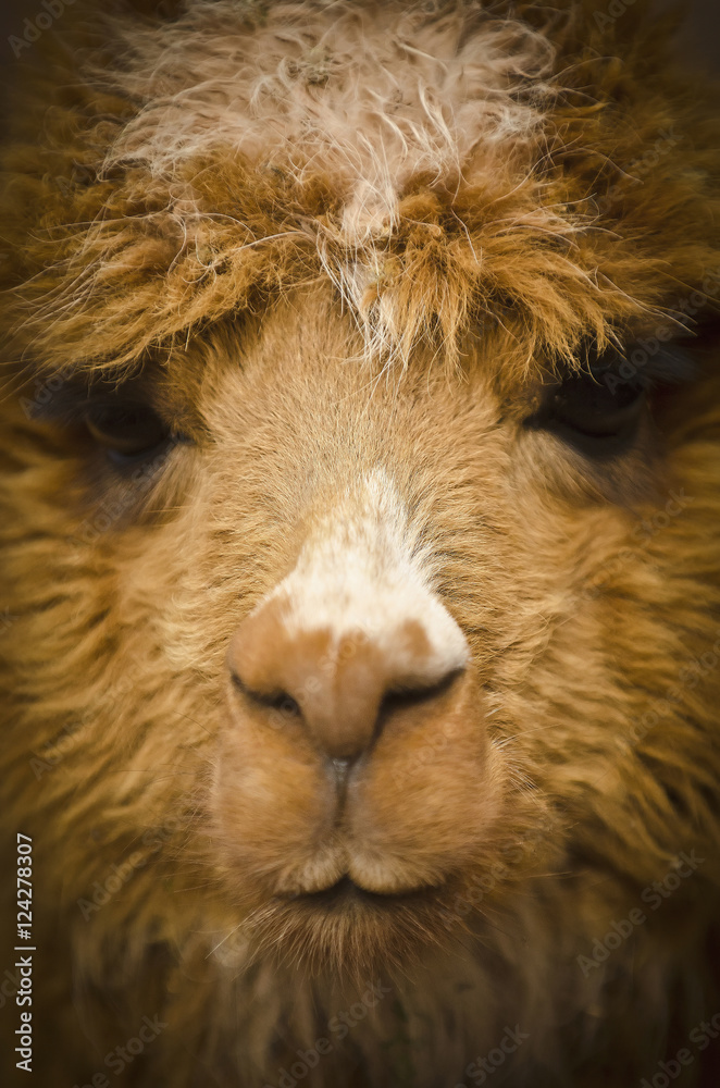 Close up of the face of a llama;Cuzco peru Close up of the face of a llama;Cuzco peru