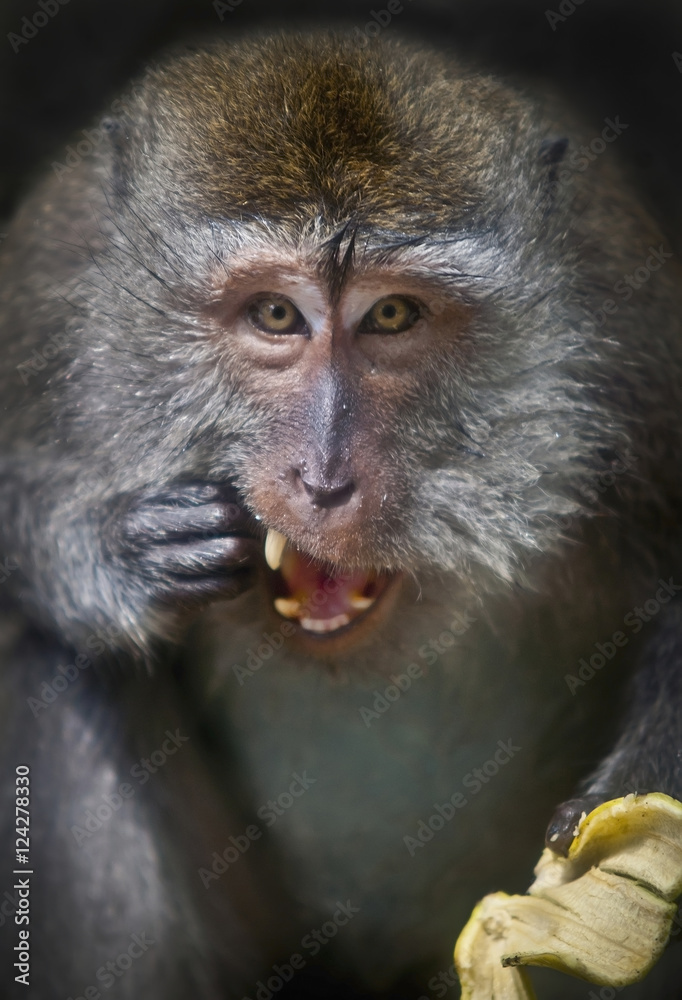 A monkey eating a banana;Ubud bali indonesia A monkey eating a banana;Ubud bali indonesia
