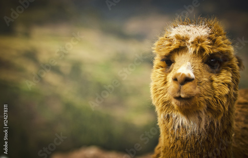 Portrait of llama