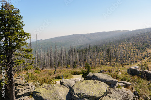 Dreisesselberg - Ausblick auf Waldsterben photo